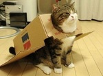 Котэ черепаха:)