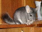 Mikey