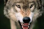1335107444_wolf_00
