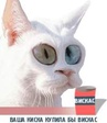 Anyta2404_original