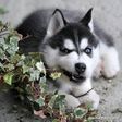 Siberian-Husky-Puppy-10