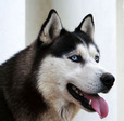 siberian-husky-31