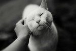 4EGzQbWSUkHey0sGg8pug4N7eEpWNunYFrdWLLFxIQ