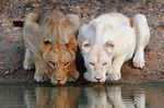 white lions return