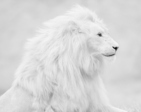 white-lion-1