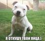 sobaka