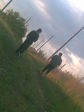 getImage (5)