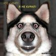 собака