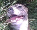 my dog