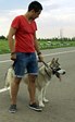 Ника (Маламут)