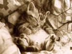 getImage
