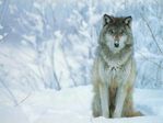 normal_animals13