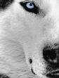 MobileHeart.com-Animals-5088-5568240x320