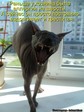 Кот из каналки?