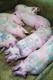 pig_12