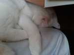 Вот так он себя ведет когда я за PC :)