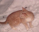йоса кикуицу