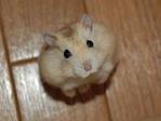 001_FunnyMiseAndHamsters_Go2LoadCOM_250109