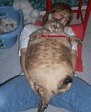 кому котят!)