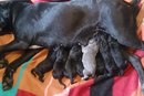 корсо2