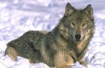 volk1