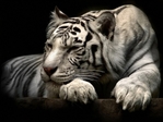 white_tiger_hd