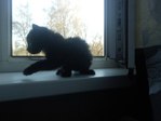 kot