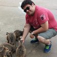 Australian baby kangaroos