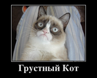 357866_grustnyij-kot_demotivators_to