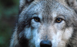 2wolf_davejohnson