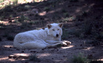 5wolf_davejohnson