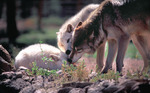 9wolf_davejohnson