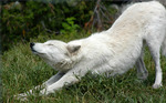 7wolf_davejohnson