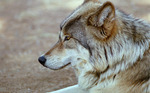 10wolf_davejohnson