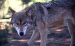 1wolf_davejohnson