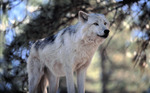 11wolf_davejohnson