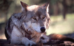8wolf_davejohnson
