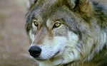 6wolf_davejohnson