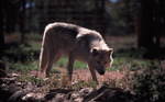3wolf_davejohnson