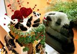 pandatort