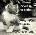 Котик любимец )