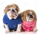 27508586-dog-couple-english-bulldog-boy-and-girl-wearing-wigs-Stock-Photo