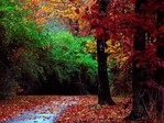 Autumn_Forest
