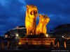 lions1