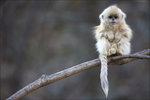 2012-01-26_104507_belobez