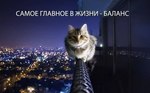 котейка баланс