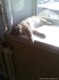 котяра