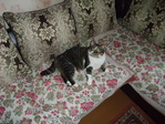 Мой котэ!