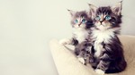 cute_kittens-1920x1080