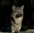 thumb_l_29210